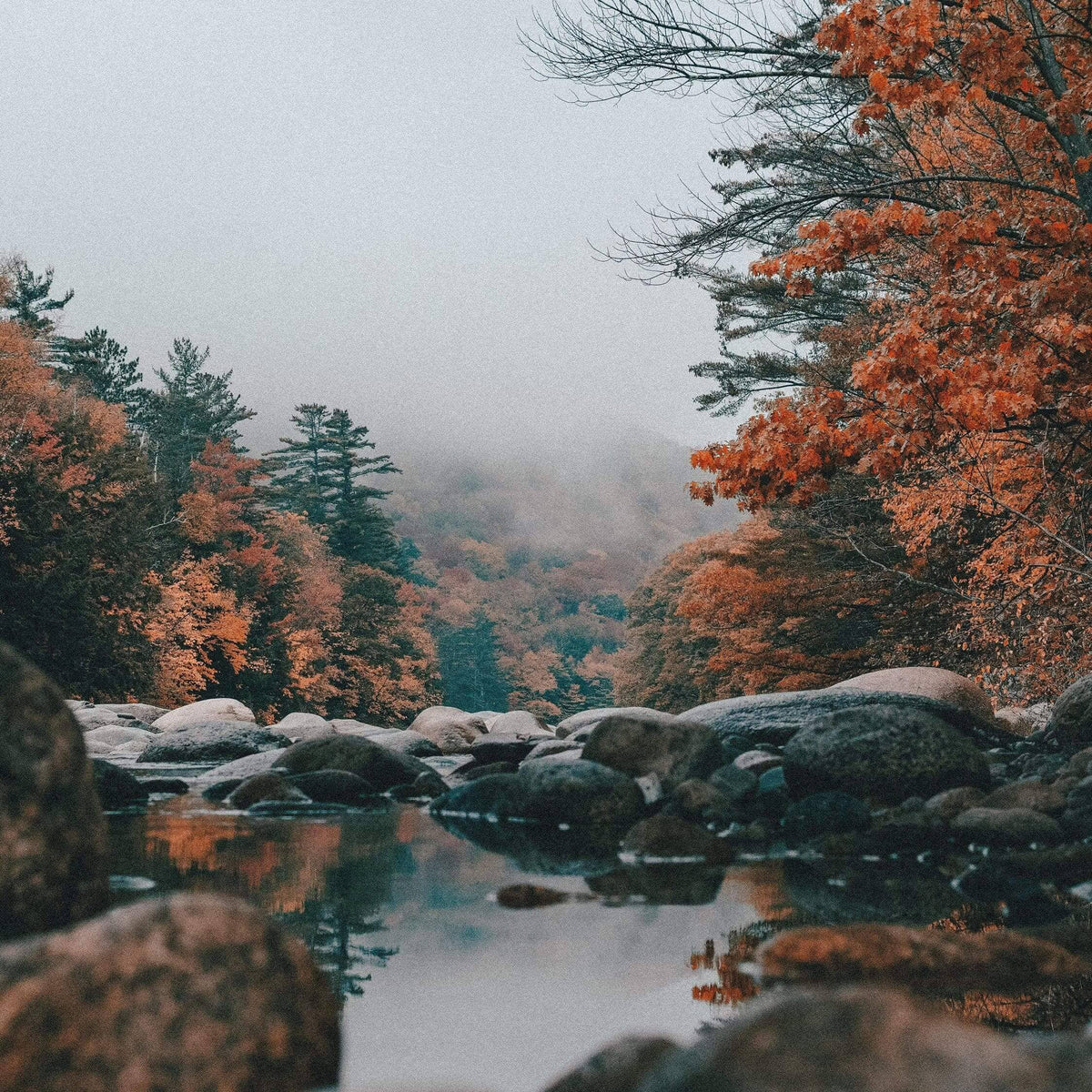 Autumn trees beside a river