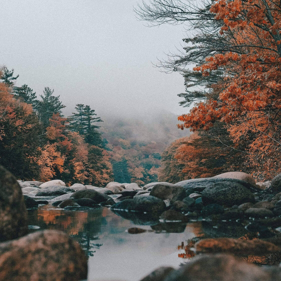 Autumn trees beside a river