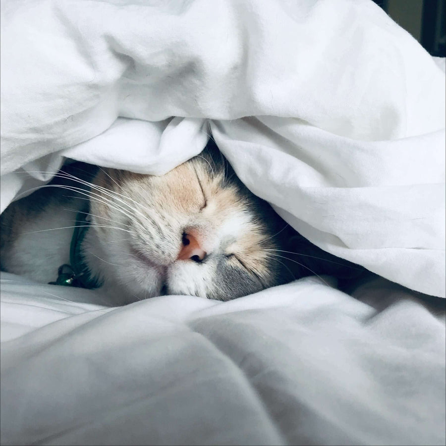 Cat sleeping under a white duvet