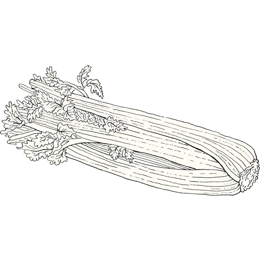 Line drawing of a bunch of celery