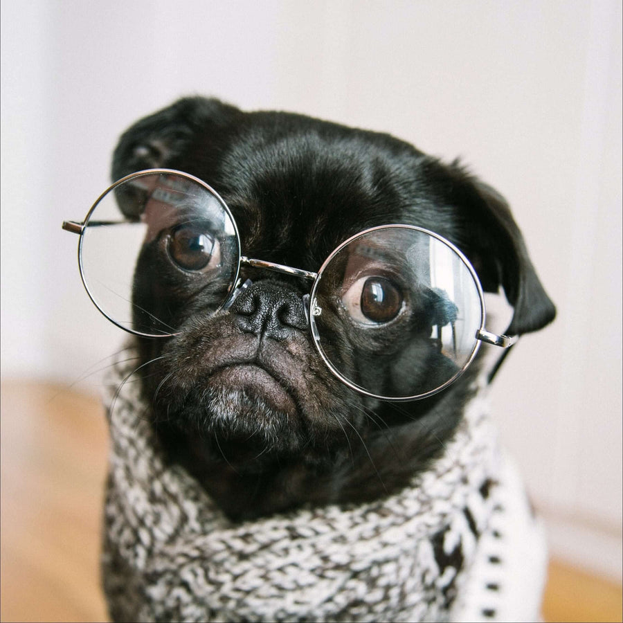 Pug wearing glasses and a knitted jumper