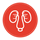 kidney