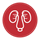 kidney