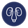 kidney