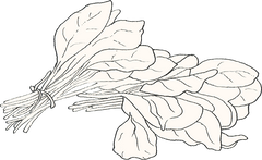 Spinach